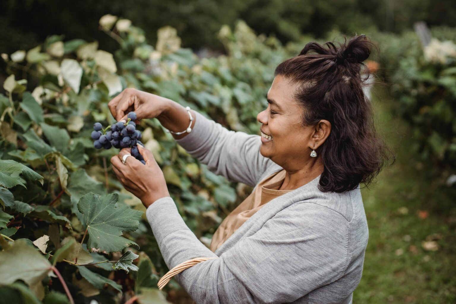 Woman picking fresh purple grapes in a lush green vineyard in Malappuram.